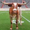 mpeavylonghorns